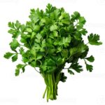Green coriander per stk